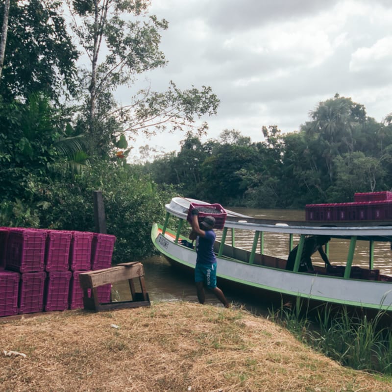 Escoamento da produção pelo rio, em canoa