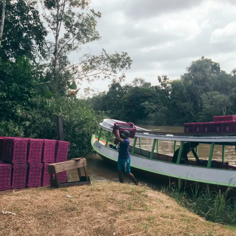 Escoamento da produção pelo rio, em canoa